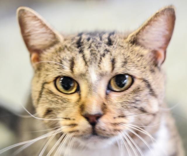 Pets that need homes Harley